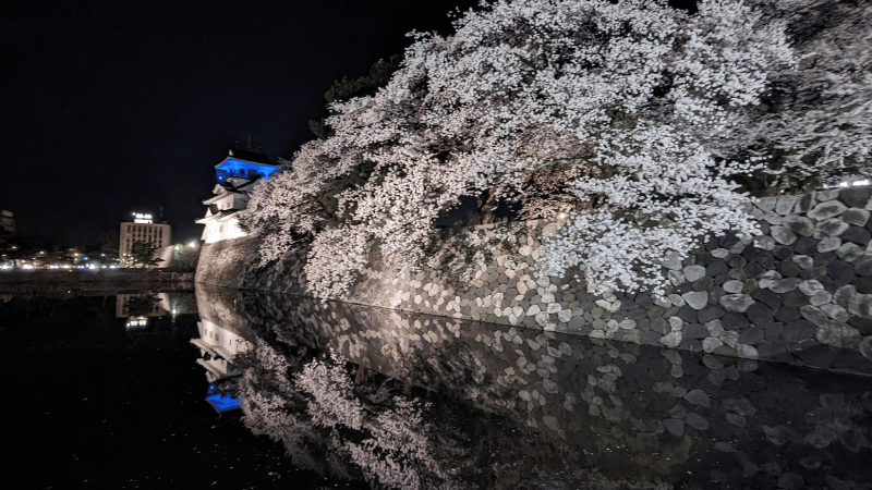 富山　夜桜　
